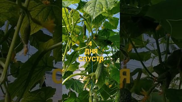 4 дня спустя огурцы Арктика смотреть онлайн