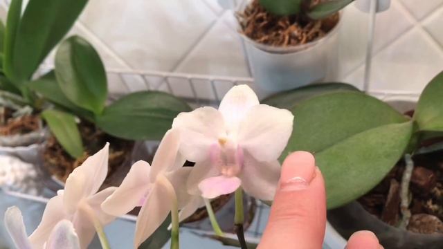 Орхидеи в интерьере. Отличная идея смотреть онлайн