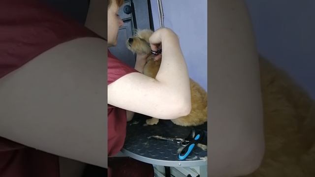 Как мы с Боней приучались к стрижке смотреть онлайн