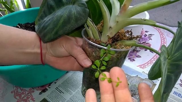 Мои комнатные растения  Пересадка_растений  Термокольца_для_натяжного_потолка