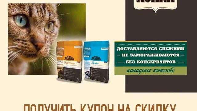 Ваша кошка - плотоядное животное, нуждающееся в специальном, богатом мясом рационе питания смотреть онлайн