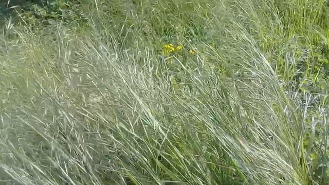 Музыка для медитации и успокоения нервной системы. Релаксация смотреть онлайн