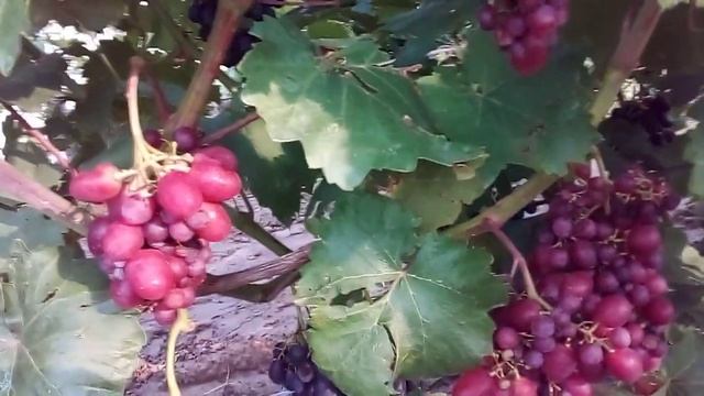 виноград Журавленок на 07. 08. 2021 г. смотреть онлайн