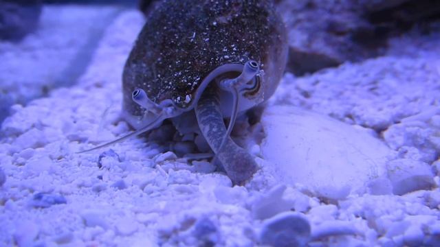 Strombus / Стромбус смотреть онлайн