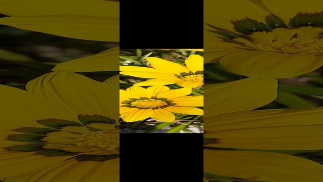 жёлтые цветы