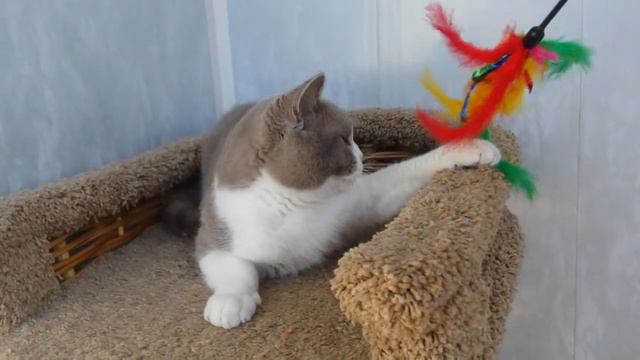 Royal Candy Cats британский котик лиловый биколор