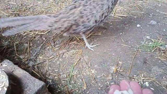 Фазан серебро и самка румынского фазана смотреть онлайн