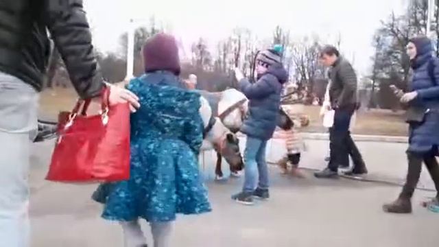 Северные олени катают в тележкеII 8(965)380-13-11 Москва смотреть онлайн