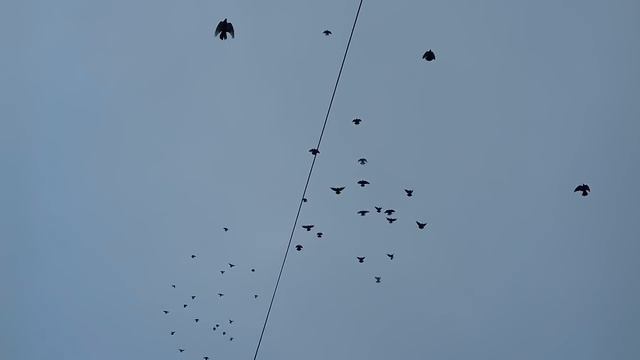 Николаевские голуби город Донецк 1 декабря 2017 год смотреть онлайн