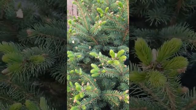 Карликовая елка. смотреть онлайн