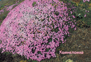 Выращивание камнеломки андерса из семян фирма Аэлита от посева до всходов.