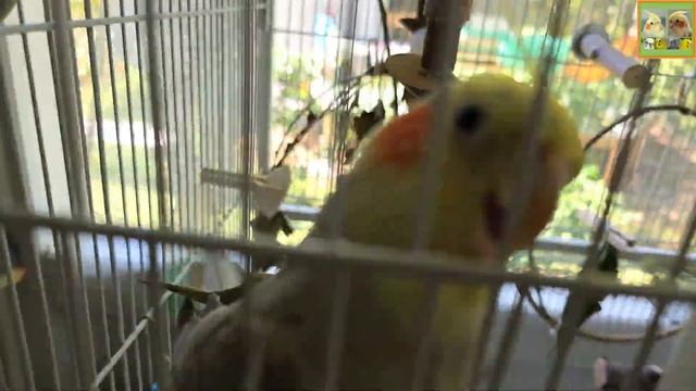 Funny Parrotszotti 341. Life of Cockatiels and budgies. Жизнь корелл и волнистых попугаев смотреть онлайн