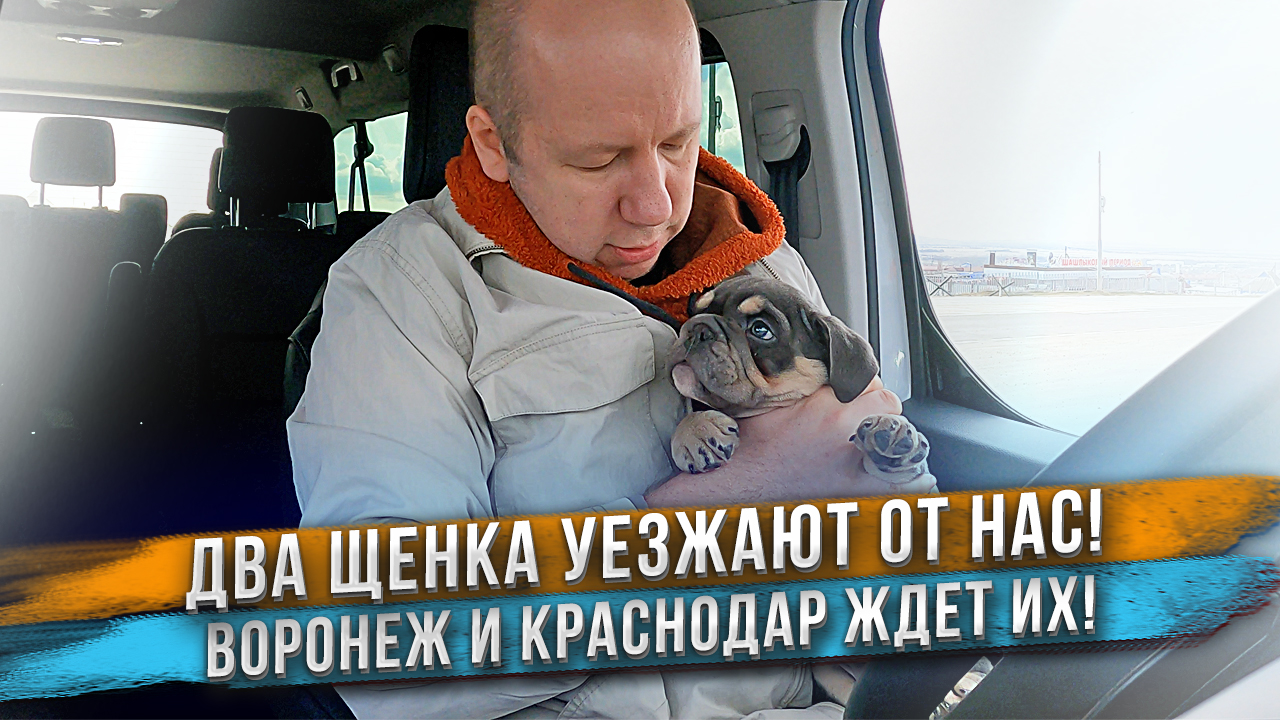 Щенки булли и бульдога едут в новые дома! Первые видео из новых домов. смотреть онлайн