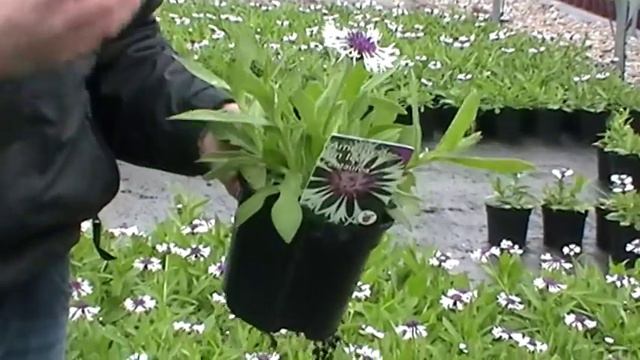 Centaurea Amethyst On Ice смотреть онлайн