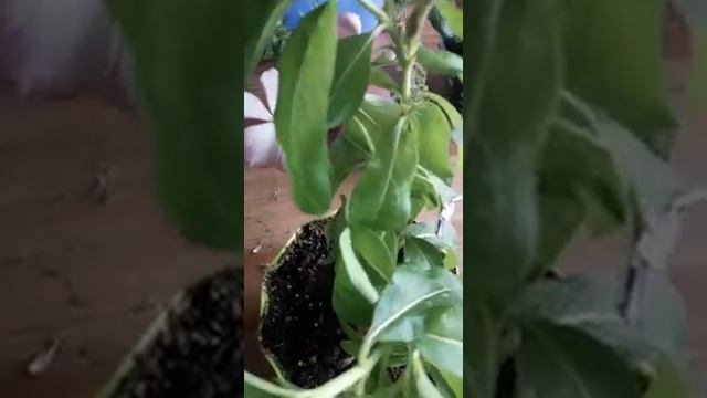 Катарантус гүлдің ұрықтарының пісуі. Көбеюге дайын😊 смотреть онлайн