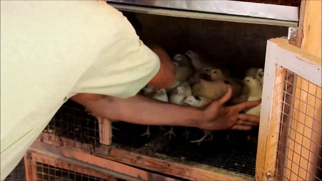 Как правильно кормить перепелов. Перепелиная мини ферма на старте. смотреть онлайн