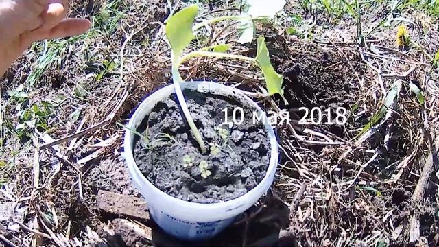 Как Вырастить Один Кабачок на ВСЮ ГРЯДКУ смотреть онлайн