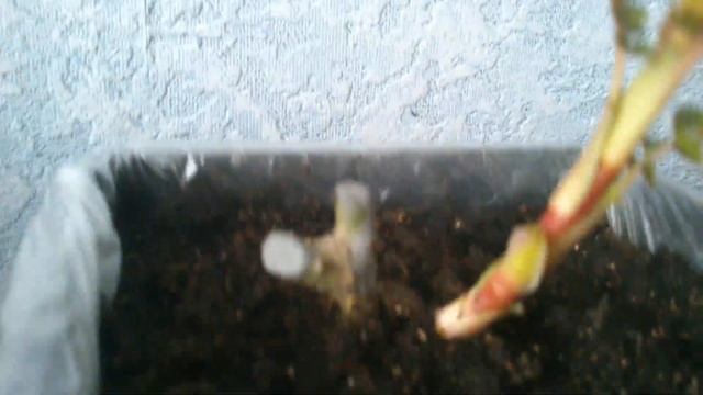 РОЗЫ от ТОПАЛОВИЧ (СЕРБИЯ) из интернет-магазина "ПОДВОРЬЕ". смотреть онлайн