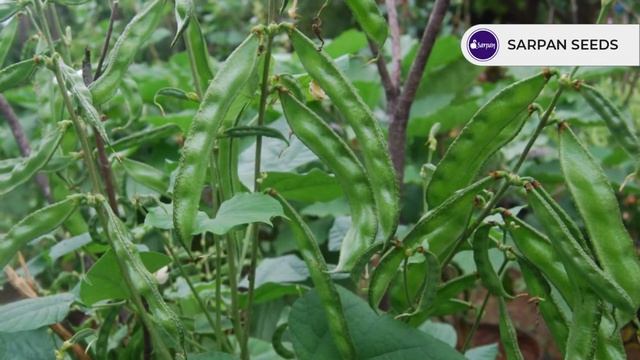 Sarpan Dolichos-16 | ಸರ್ಪನ್ ಅವರೆಕಾಯಿ-16 | Lablab - Bush variety смотреть онлайн
