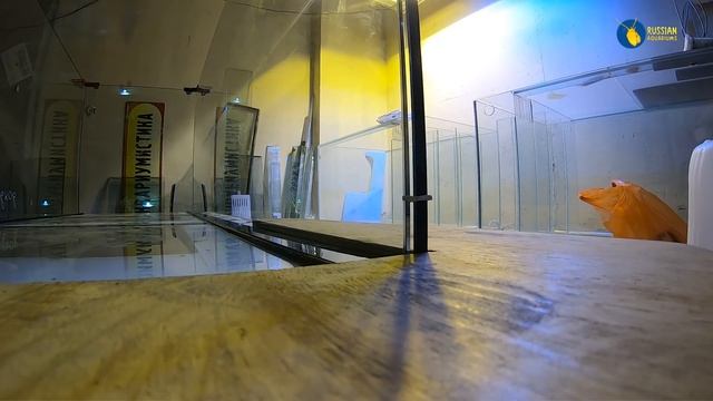 Как склеить большой аквариум? Принципы смотреть онлайн