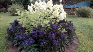 ✿➽ Гортензия Диамантино, пять лет в саду   ?? сезон 2019