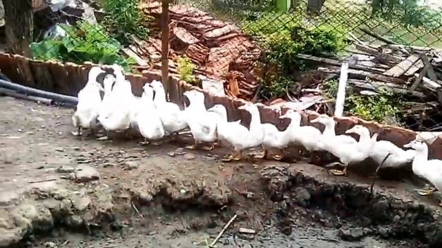 ОБЗОР ХОЗЯЙСТВА! СВИНЬИ КУРЫ И МНОГО ДРУГОГО!
