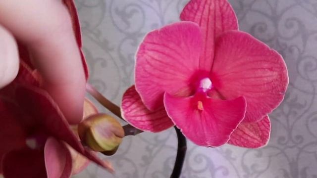 Подруга принесла. Пират Пикоти бабочка, биглип Чарминг Салмон, азиатская бабочка жёлтая мультифлора смотреть онлайн