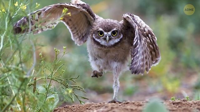 Присмотритесь внимательнее, и вы увидите скрытые цели во всем, что вас окружает! смотреть онлайн