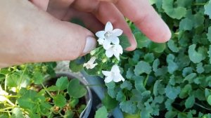 Комнатная Кампанула. Сорта