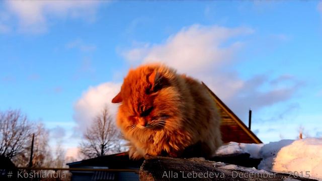10 Siberian farm cats, Koshlandia, December 10, Ириска на прогулке , Пух и Лапыч смотреть онлайн