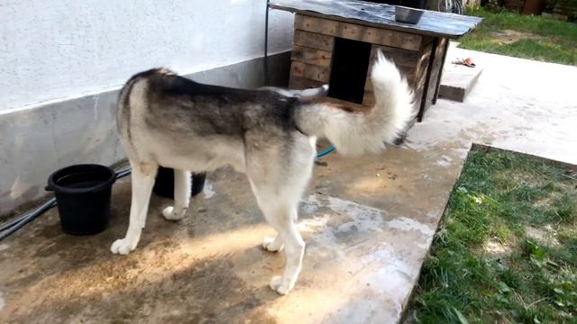 Хаски бегает по двору смотреть онлайн