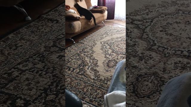 Лазерная указка для кота CAPSBOARD CAT смотреть онлайн