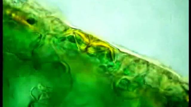 Внутреннее строение листа смотреть онлайн