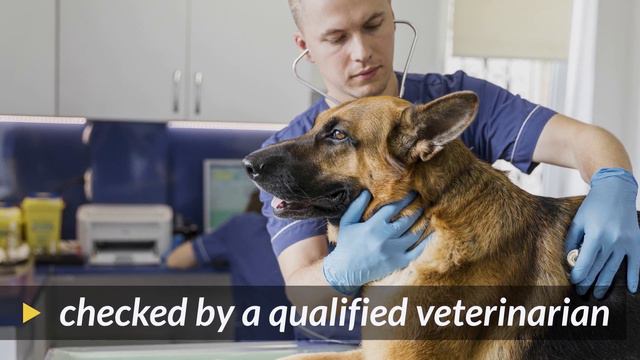 Best Pets for seniors: What you need to know I Health and Nutrition смотреть онлайн