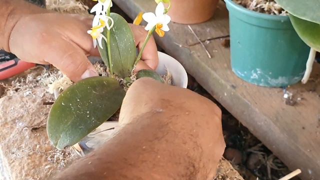 PHALAENOPSIS MINI MARK EM XÍCARA DE PORCELANA смотреть онлайн