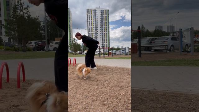 как вам наш результат?💪🏼 #приколы #ржака #собака #шпиц #глобальныерекомендации смотреть онлайн