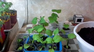 Обзор рассады баклажан. Подсыпала землю под томаты,огурцы и баклажаны