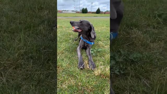 ball is life #weimaraner #flip #chuckit смотреть онлайн