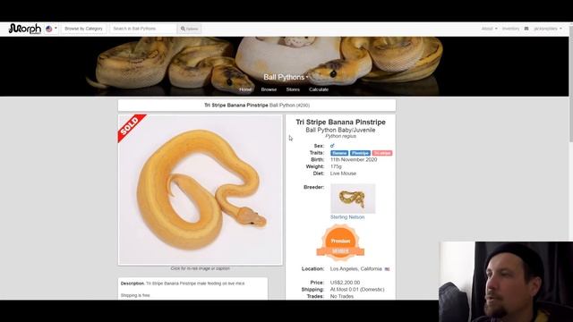 Tri-Stripe Ball Python Morph Combos | Jack's Reptiles смотреть онлайн