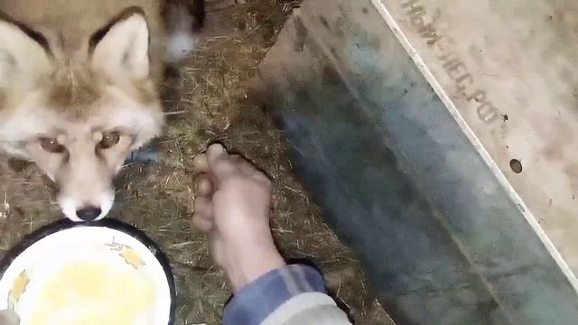 1363. Маркиза - дневник приручения дикой лисы, ест два яйца, гладится, немного ест мясо. смотреть онлайн