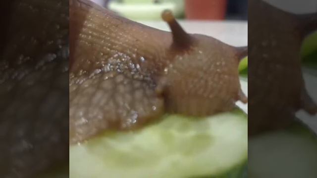 КАК УЛИТКИ КУШАЮТ. смотреть онлайн