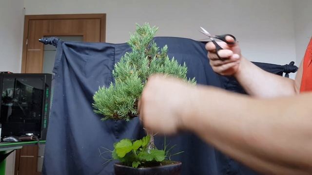 Juniperus stricta bonsai tundere. смотреть онлайн