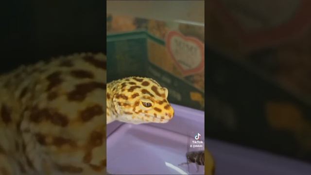 Кормление Марти. смотреть онлайн