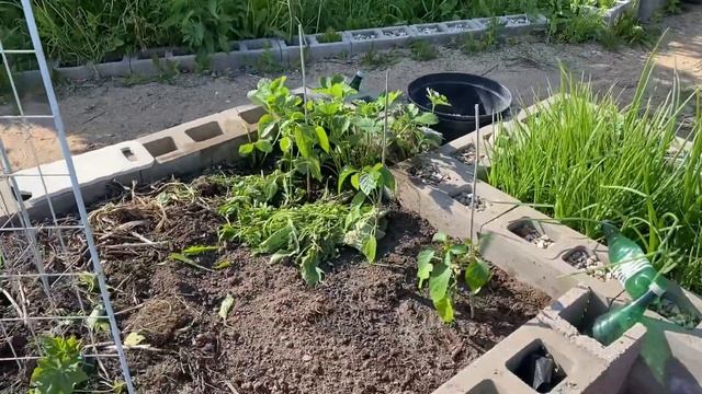 12.06.23. На выпуске: опора для клематиса, обновлённый подъёмник, три посаженные перца и стройка! смотреть онлайн