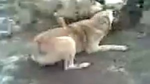 Стая собак загрызла волка