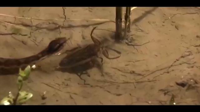 Насекомые с другой планеты смотреть онлайн