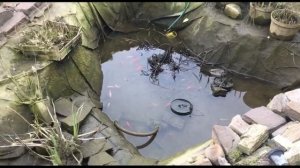 Пруд на участке. Чистка озера на участке. Чистим пруд на участке. Как почистить пруд. Чистка озера.