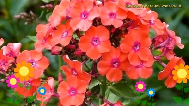Флокс метельчатый Оранжевое совершенство. Краткий обзор, описание phlox paniculata Orange Perfectio смотреть онлайн
