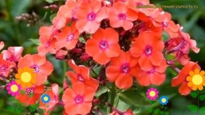 Флокс метельчатый Оранжевое совершенство. Краткий обзор, описание phlox paniculata Orange Perfectio