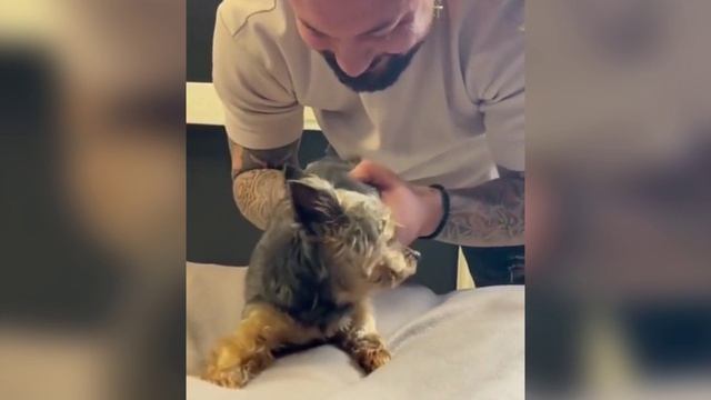 Собачий мануальный-терапевт смотреть онлайн